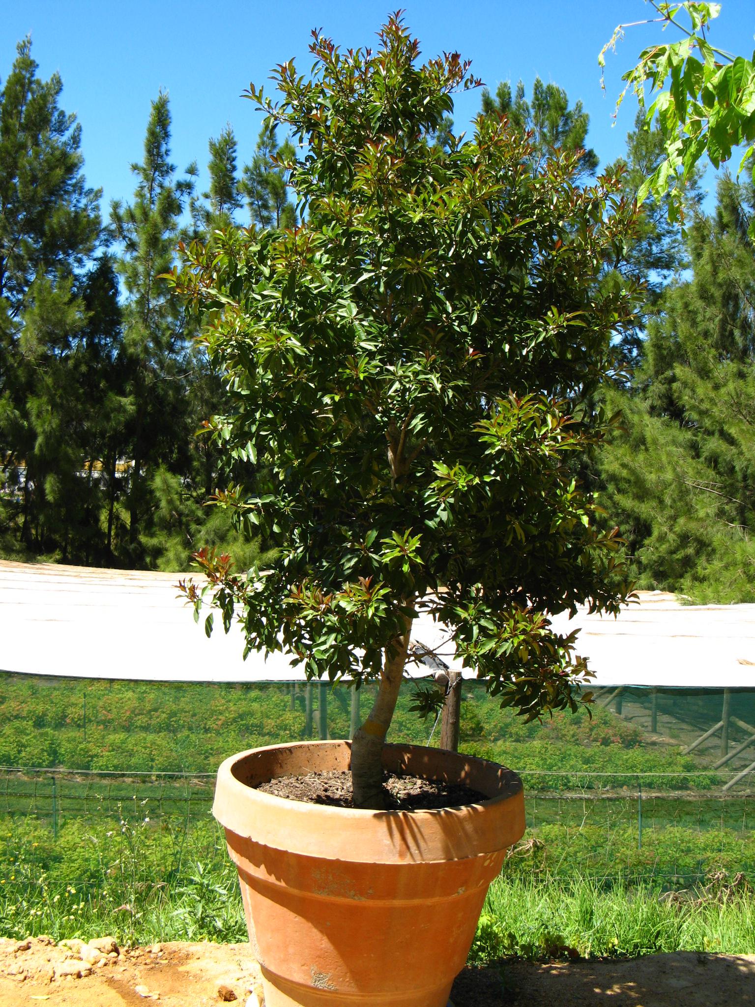 Cytisus Standard Broom Tree White Premium Potted Trees For Small Gardens Border Patio Plants 3 4ft Lollipop Tree Straight Stem Plant Trees