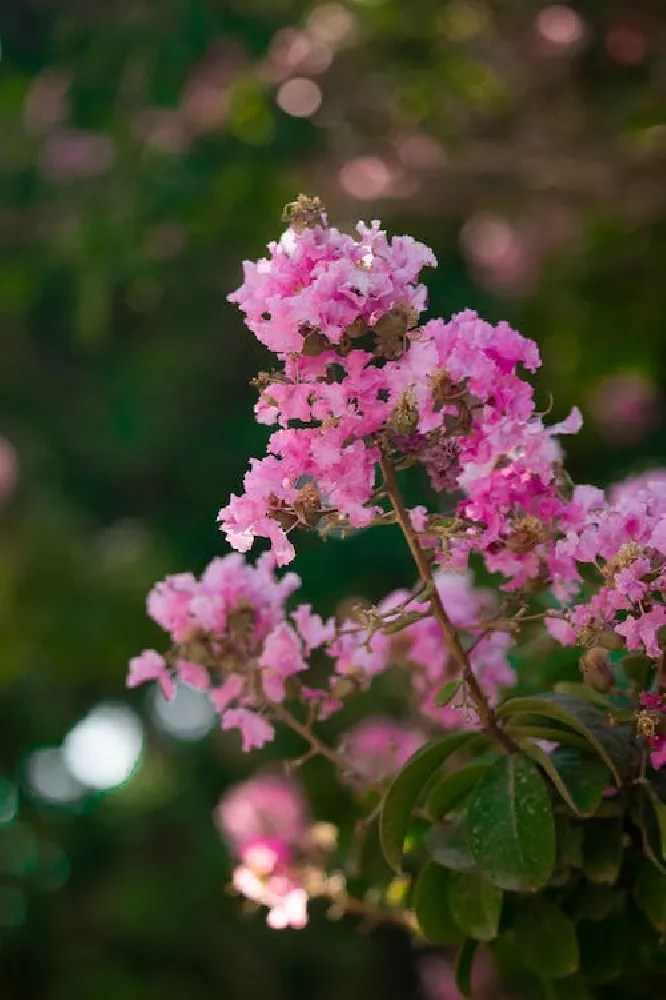 Hopi crape myrtle for sale