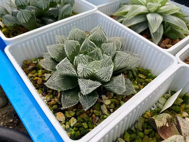 To start this process, use a sharp knife . Haworthia Zebra For Sale Buying Growing Guide Trees Com