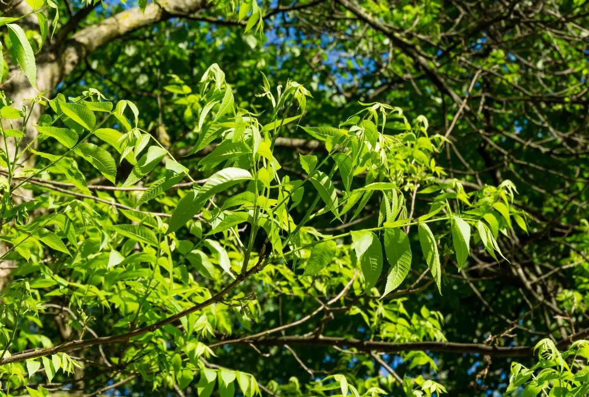 Once happily planted, the northern pecan doesn't waste any time when it comes to growing, increasing in height more than 12 inches each growing season. Pawnee Pecan Trees For Sale Buying Growing Guide Trees Com