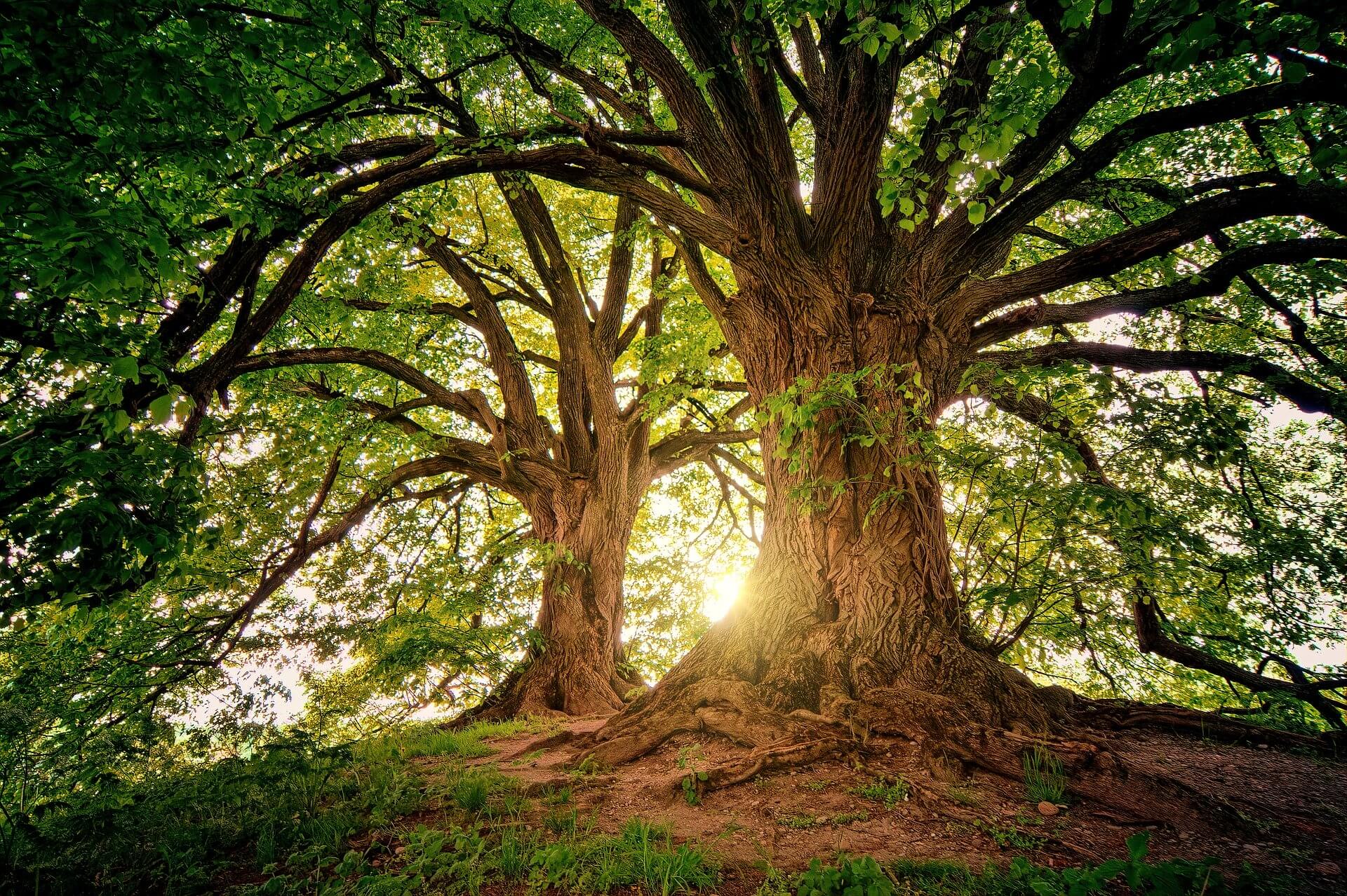 Britain's most common trees