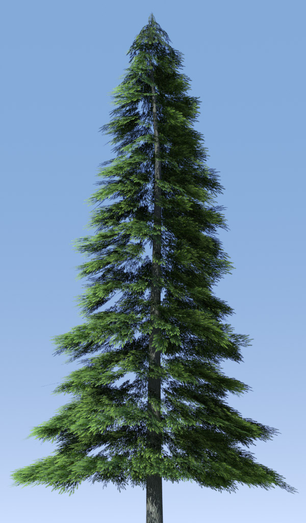 Fir Trees For Sale Buy Fir Trees Online The Tree Center