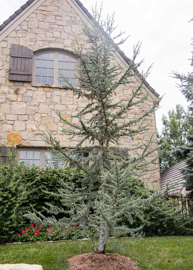 Find the perfect blue cedar stock photo. Cedar Blue Atlas Tree Top Nursery Landscape Inc