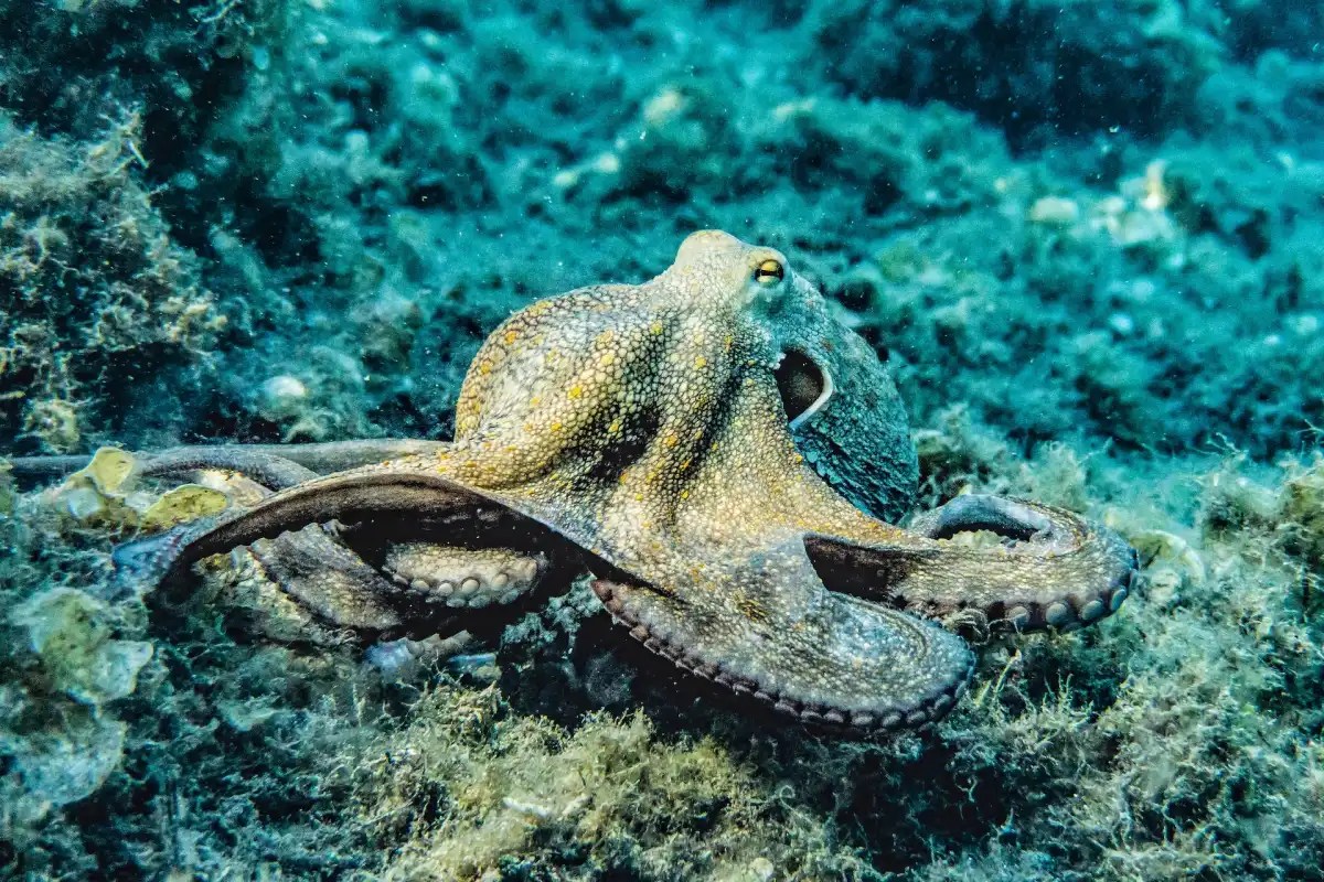 Octopus: A Fascinating Creature of the Sea