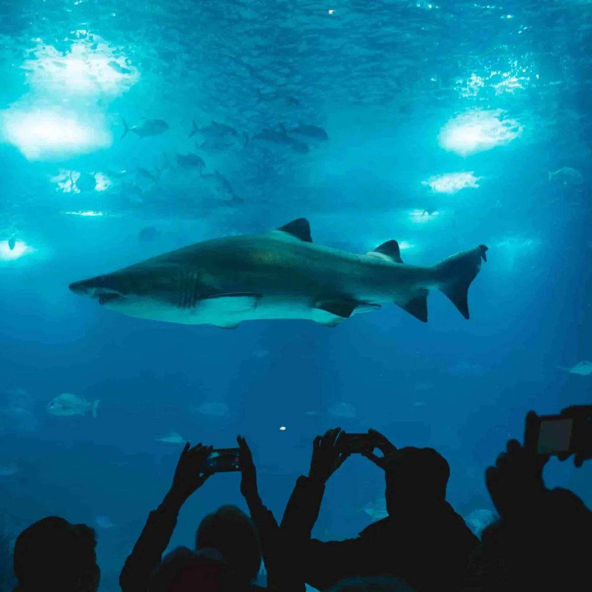 Shark: Exploring the Depths of this Fascinating Predator