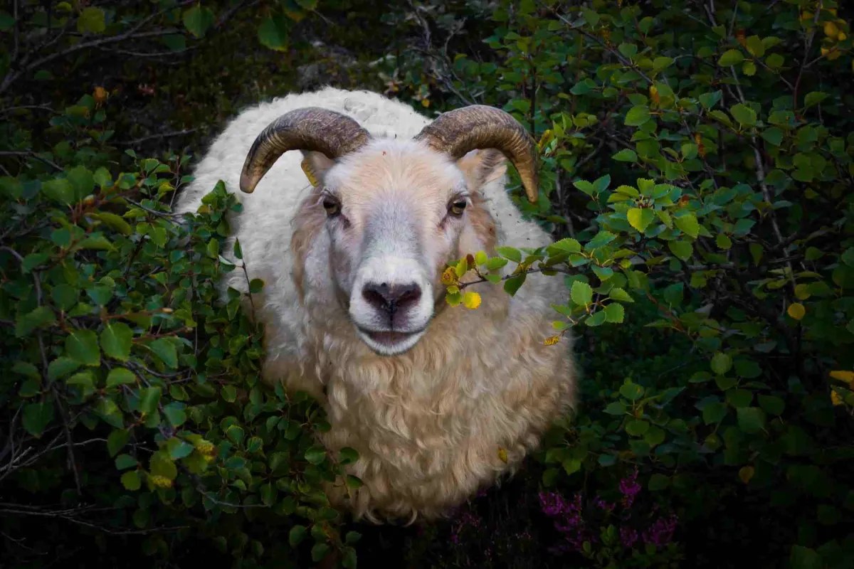Sheep: Nature's Versatile Companions