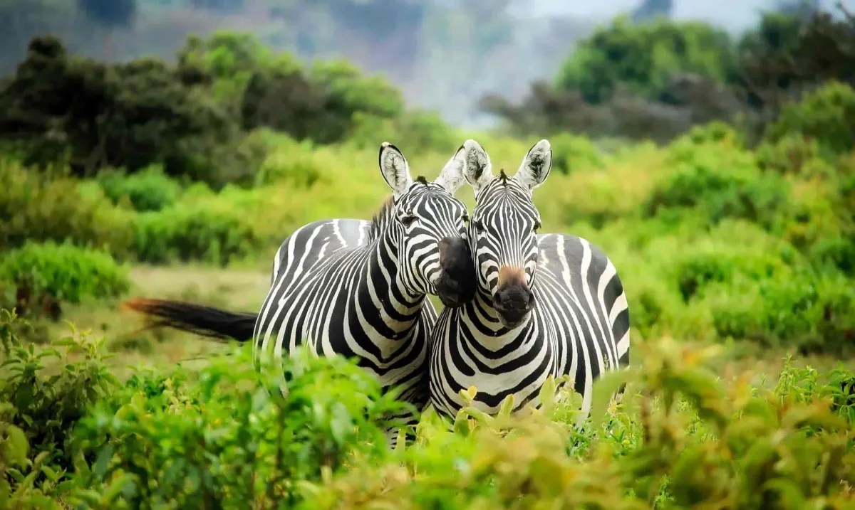 Zebra: A Striped Wonder of the Animal Kingdom