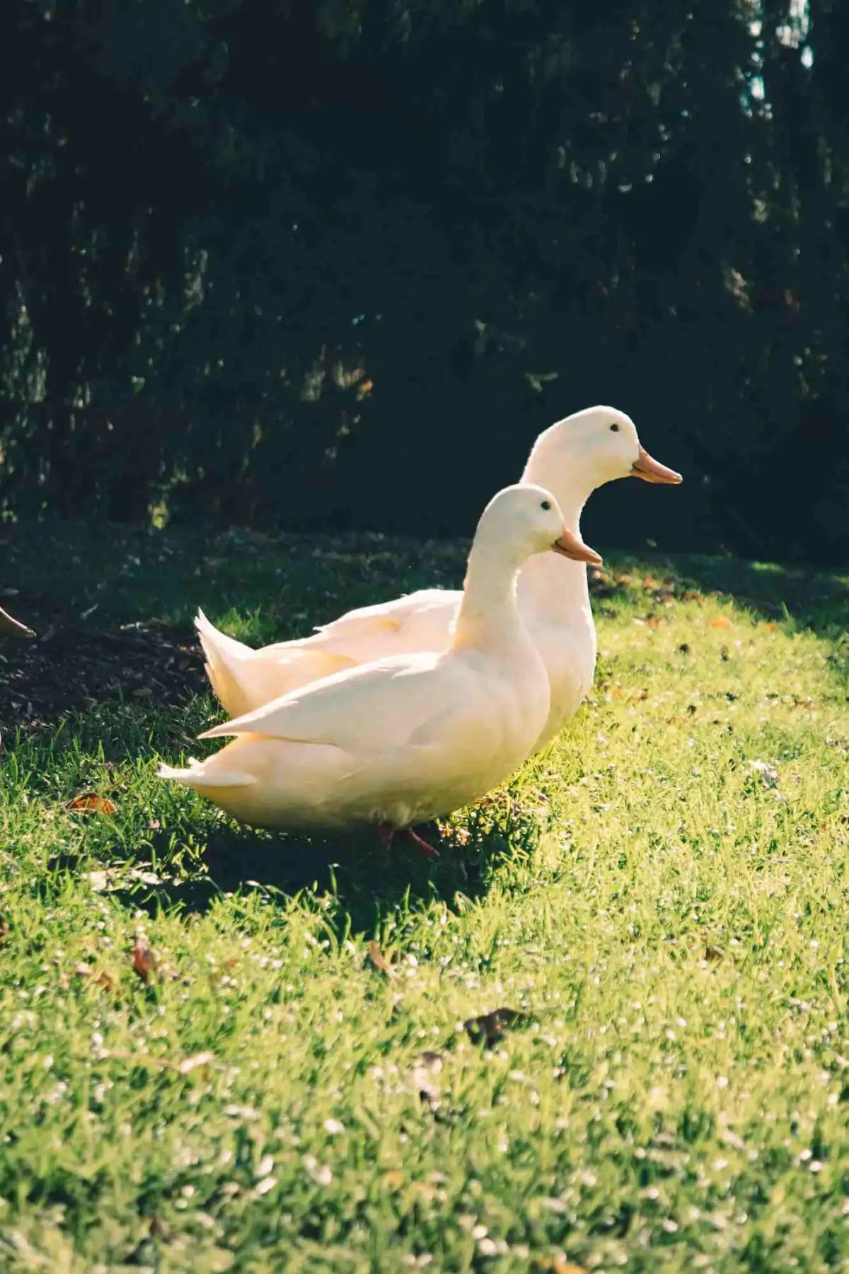 Ducks in Our World