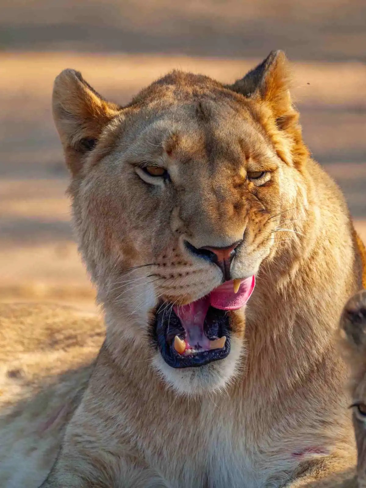 Lion: An Icon of Power and Grace