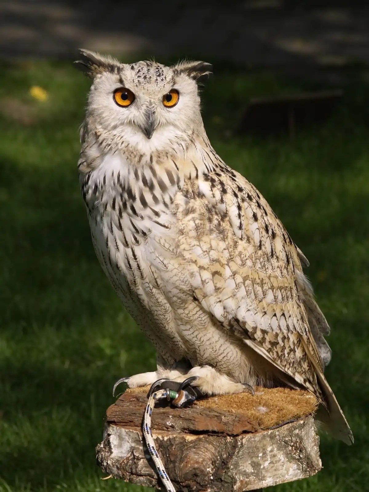 Owls: Masters of the Night