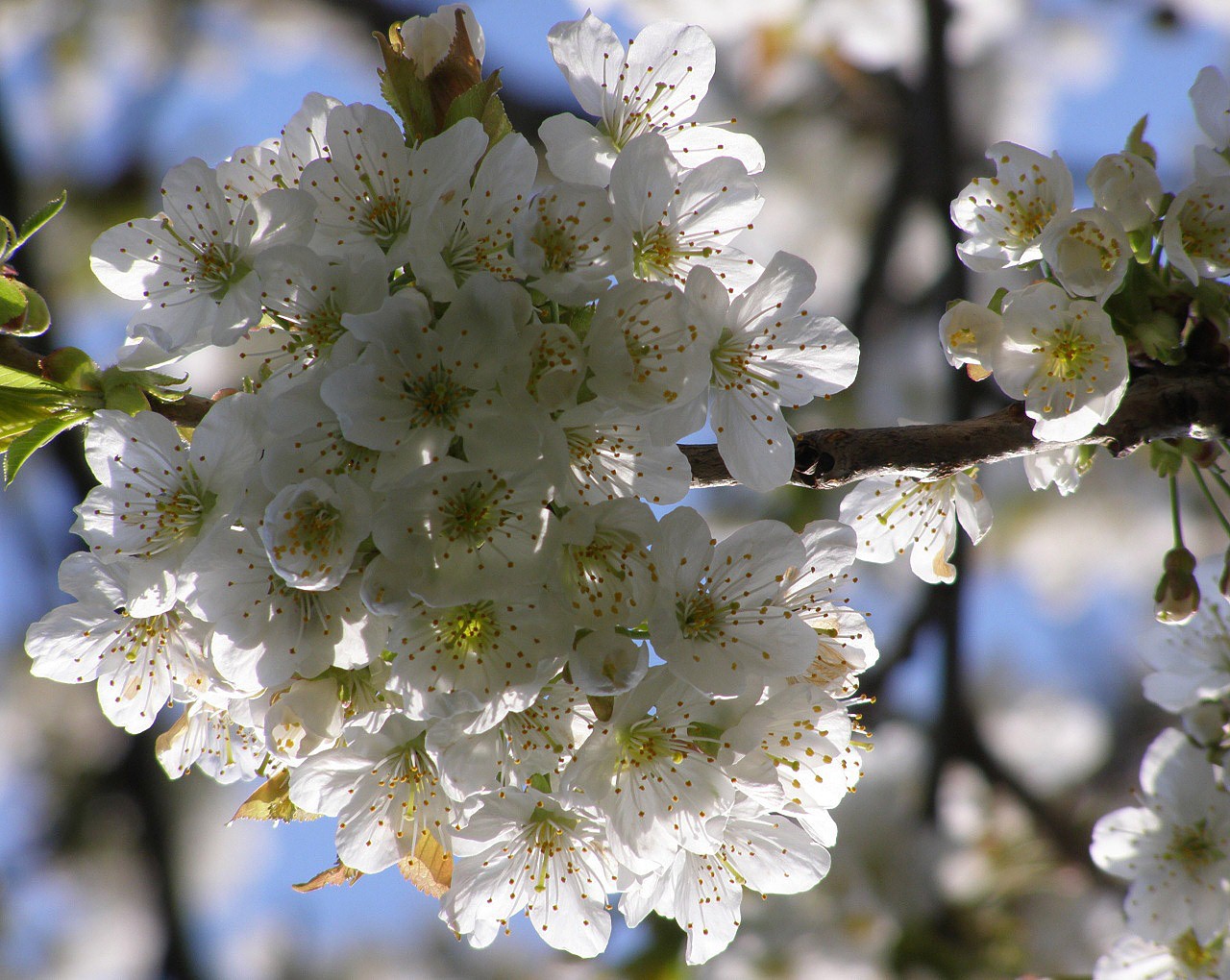 Mockinbirdhillcottage Tapety Na Plochu Pc Jaro