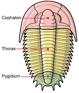 cephalon, thorax, and pygidium