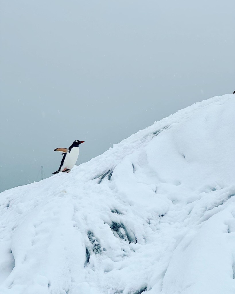 Antarctica Penguin