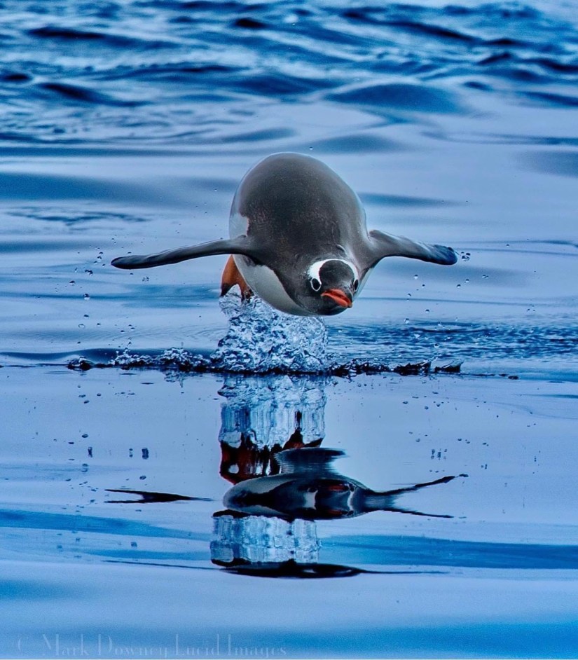 Antarctica Penguin Water