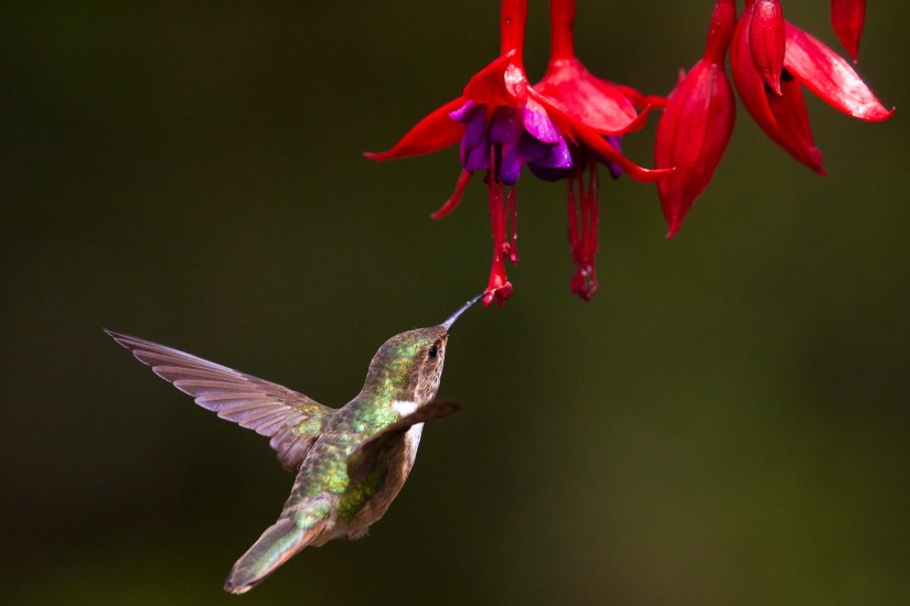 Trinidad Hummingbird