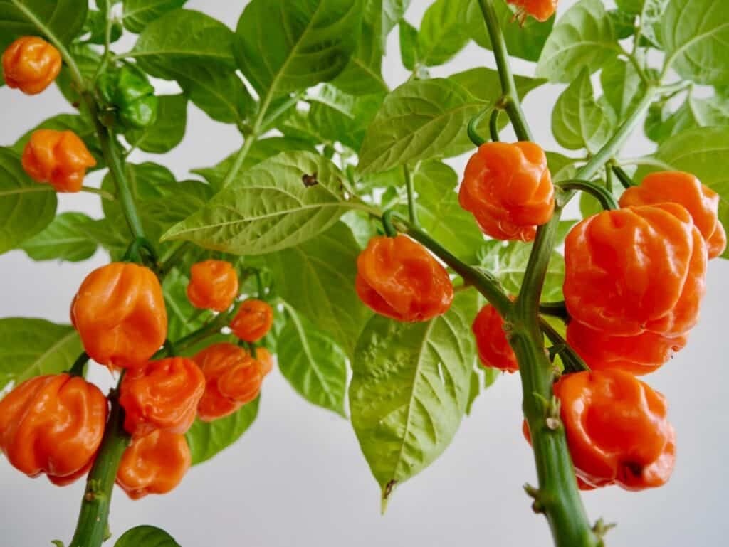 Bahamian Goat Pepper