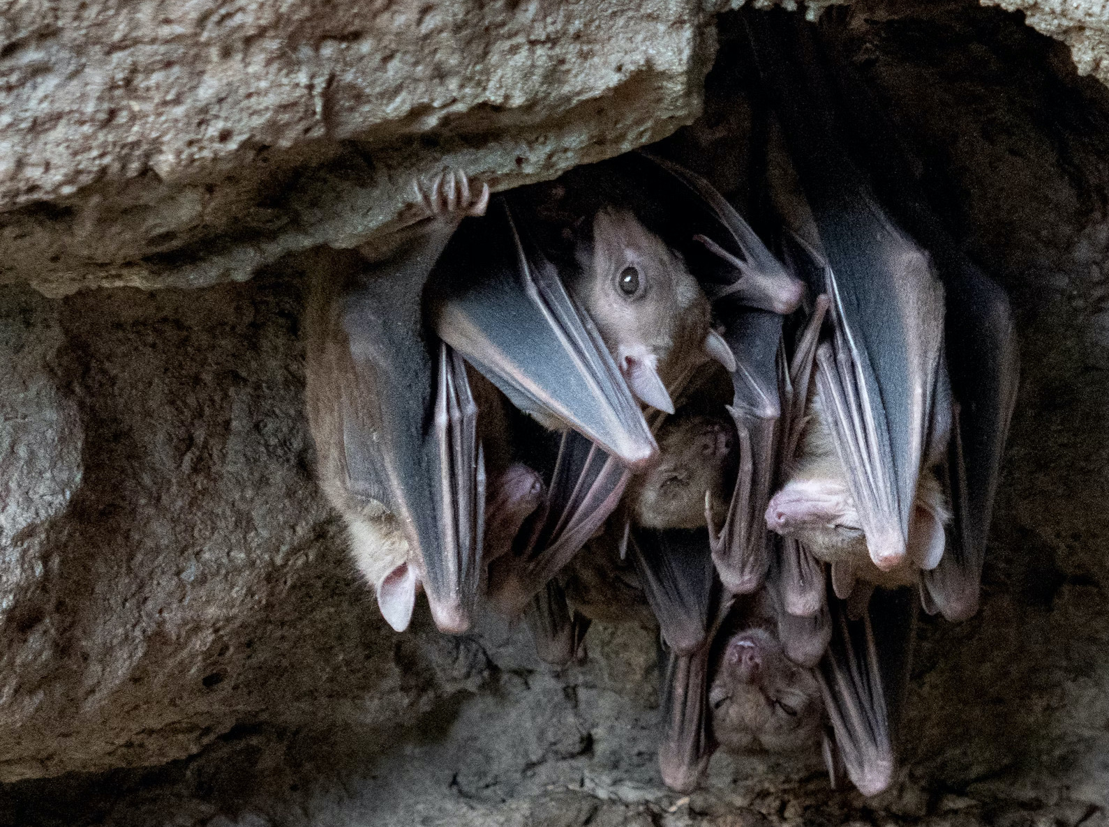 Bat Cave Swimming Saint Lucia Coastal Caves Adventure Guide