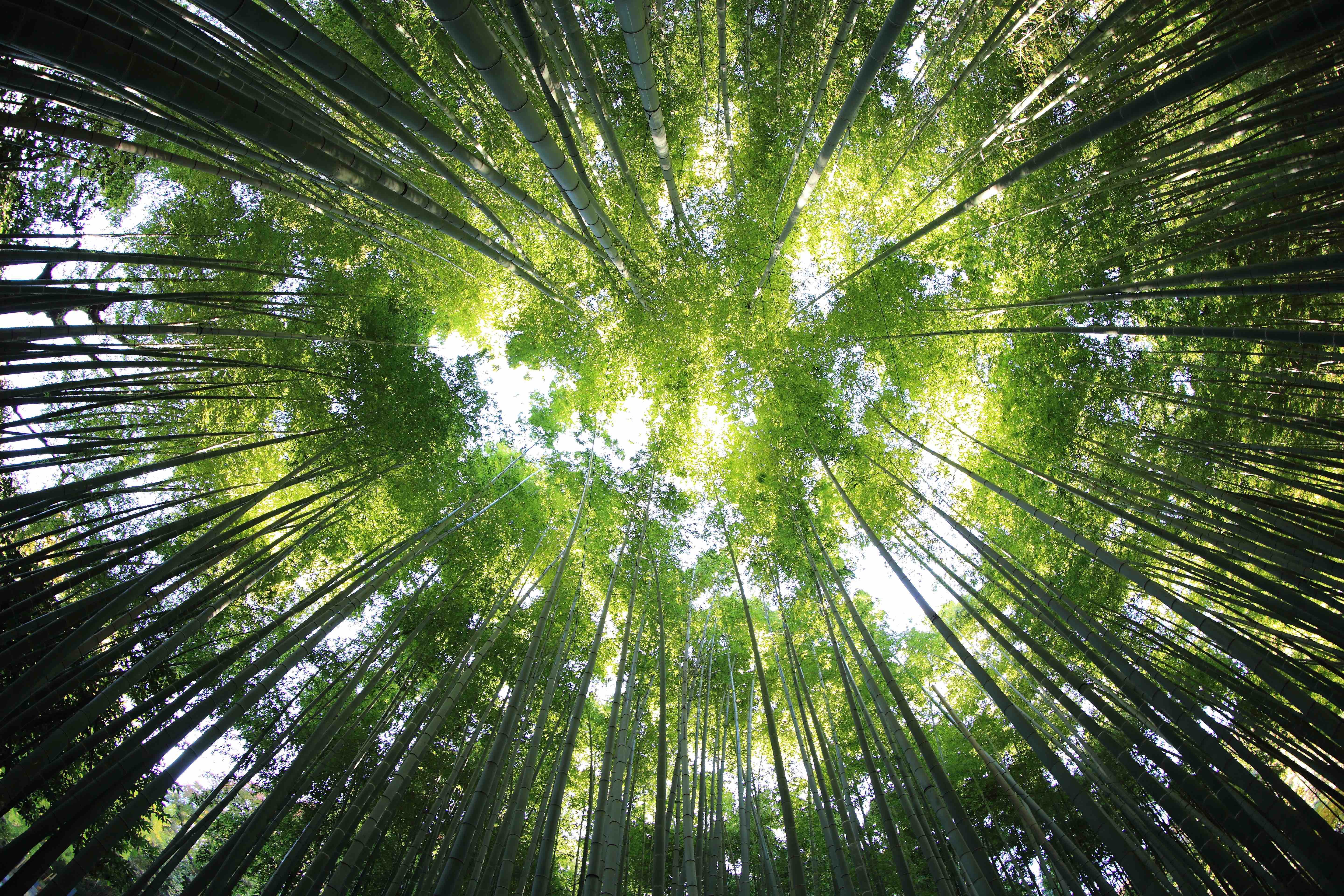 京都嵐山景點 嵐山竹林 Photo By Kazuend On Unsplash 旅遊咖幫你實現夢想旅行