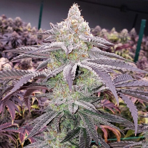 Sour gasoline, incense, pine, cherries and mandarin oranges. Ethos Genetics Colin Og Rbx Trophy Seeds