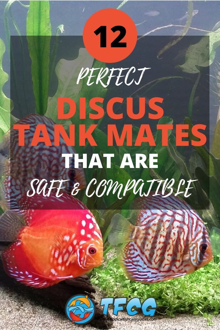Discus Tank Mates 12 Best Fish Patible With Discus 2021 List Discus Tank Mates 12 Best Fish Patible With Discus 2021 List