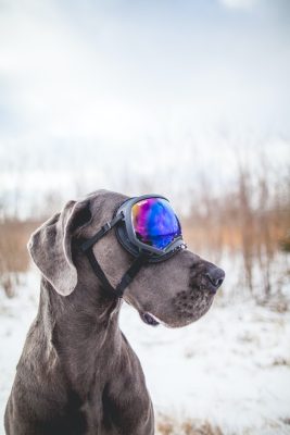 Dog with snow goggles on