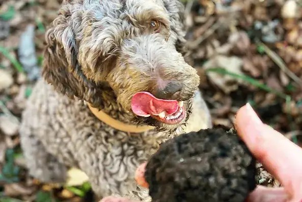 sauvageraie logo bonvillars truffe suisse