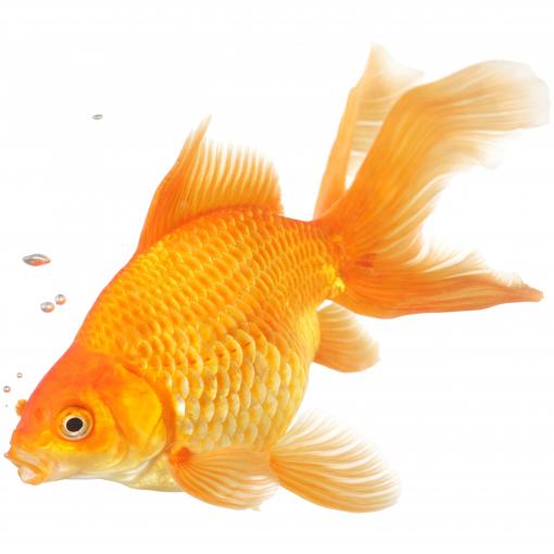 Stop washing fish!