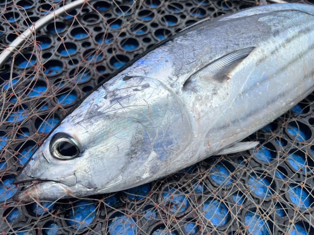 鰹一本釣り 漁具 チャン カブラなど 鰹一本釣り 漁具 チャン カブラなど
