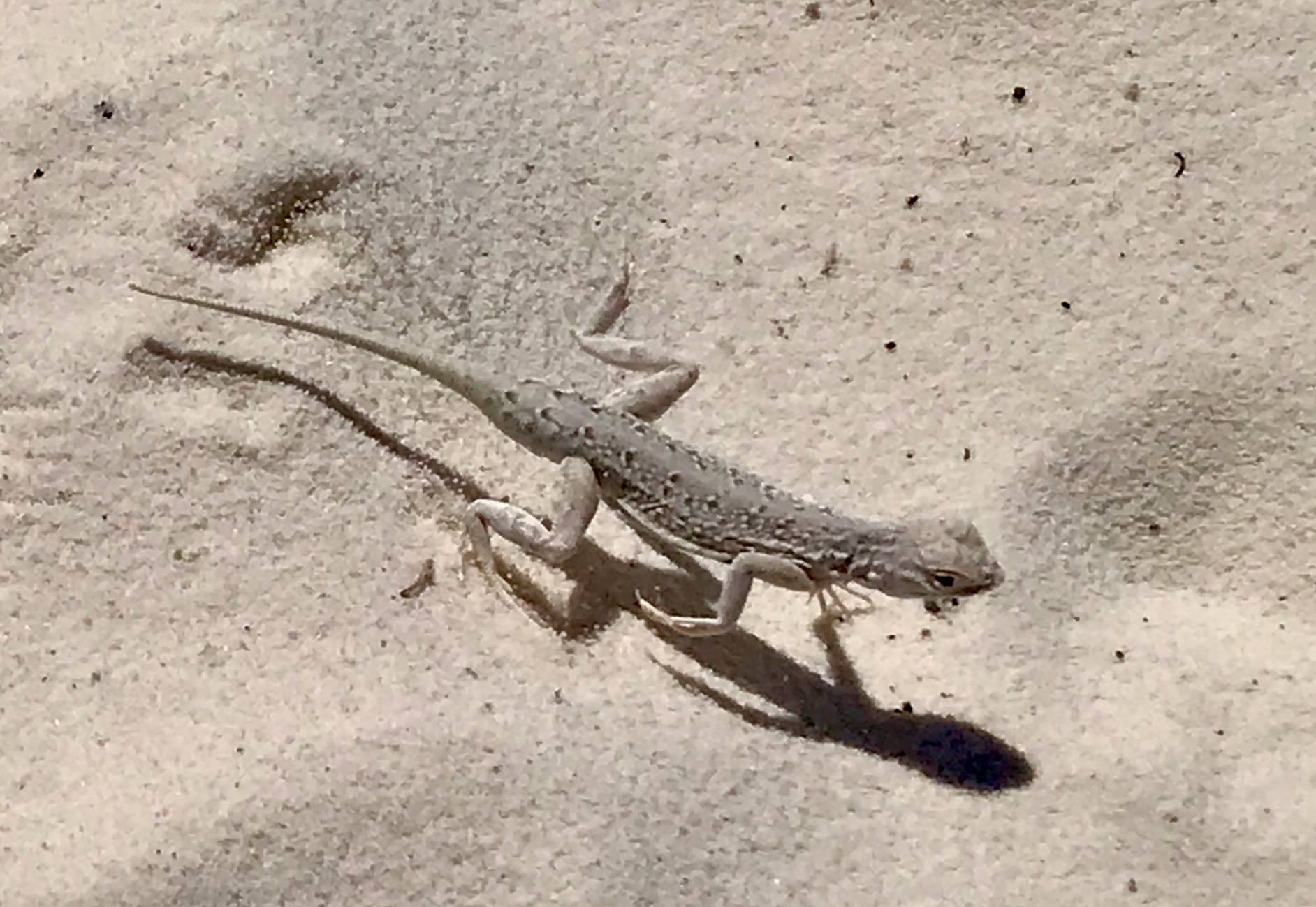 Bleached earless lizard