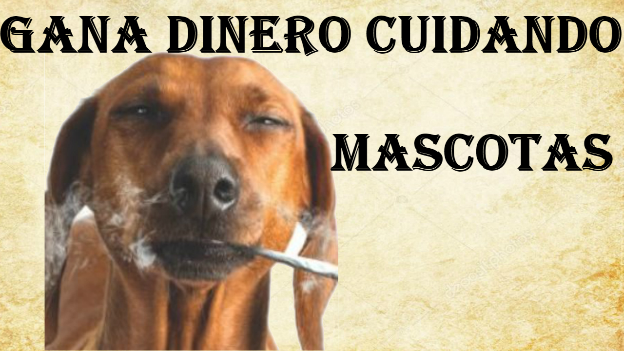 CUIDADOMASCOTAS2 - Cuidar mascotas: plataformas, ingresos y requisitos
