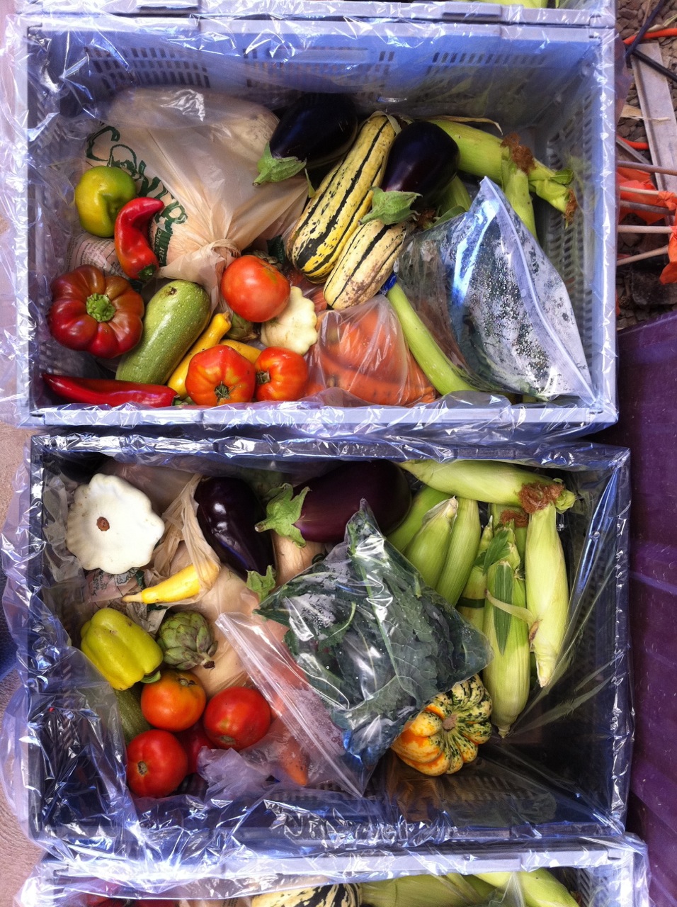 2011 CSA Newsletter – Weeks 14-16/17 – When will you stop giving me all this produce?