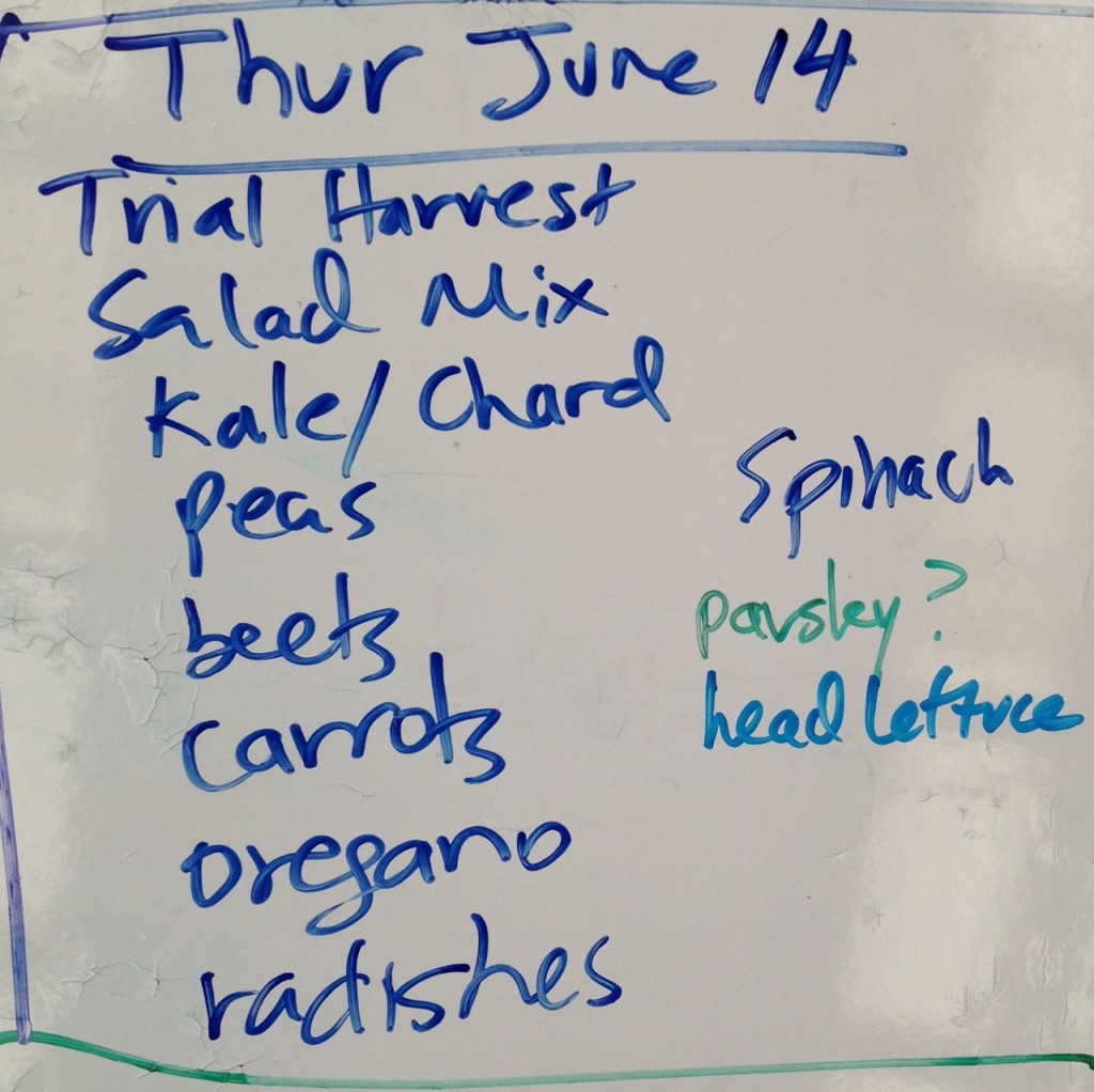 checking whats ready the week before harvest begins (add garlic to that list)