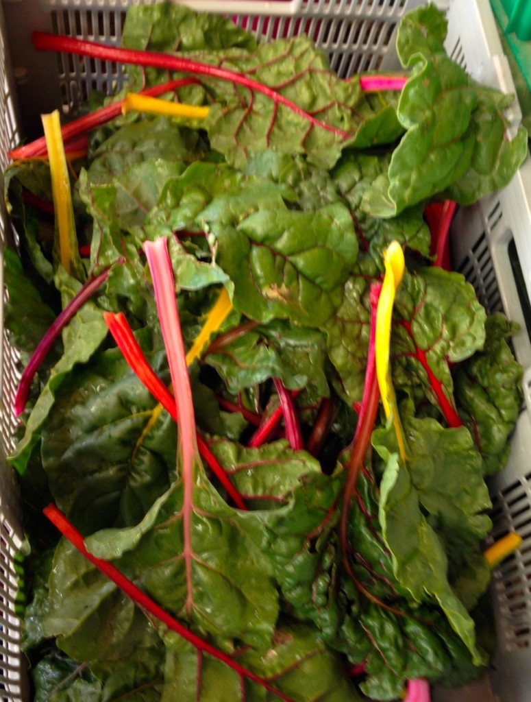 rainbow chard
