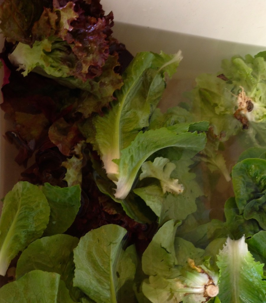 we have around ten lettuce types this spring