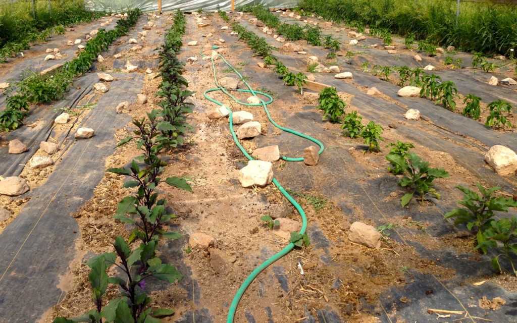 the inner hoop house: eggplant, peppers, tomatoes