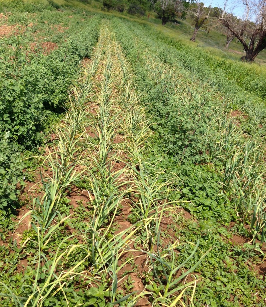 garlic ready for harvest - garlic scapes and early garlic in week 1's box