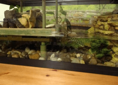 The most amazing turtle basking platform ideas