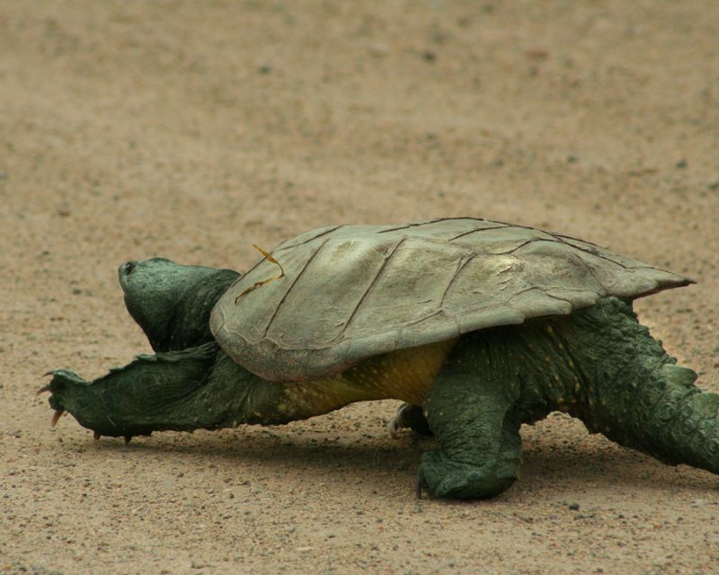 Snapping Turtle R Turtle - Beautiful City Pattern - Retina