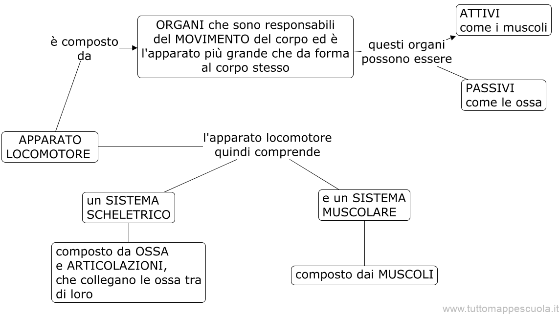 Apparato Locomotore Animale Sistema Scheletrico E Sistema Muscolare