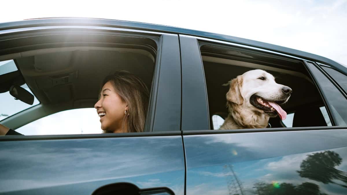 Dirt Cheap Stock Alert! Should You Buy Pets at Home (PETS) for Passive Income? (2026)
