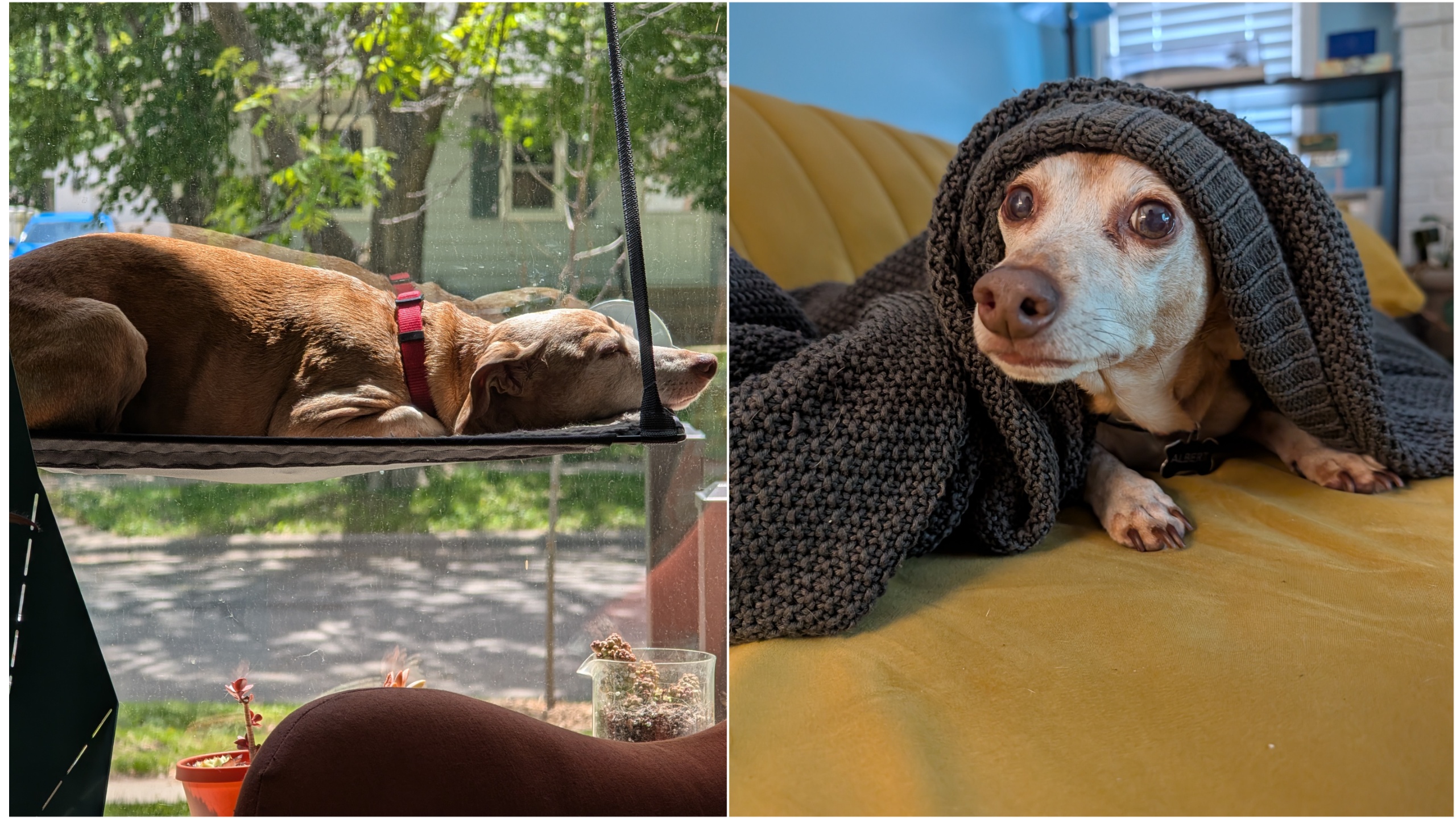 A collage of a dog on a cat hammock and under a blanket.