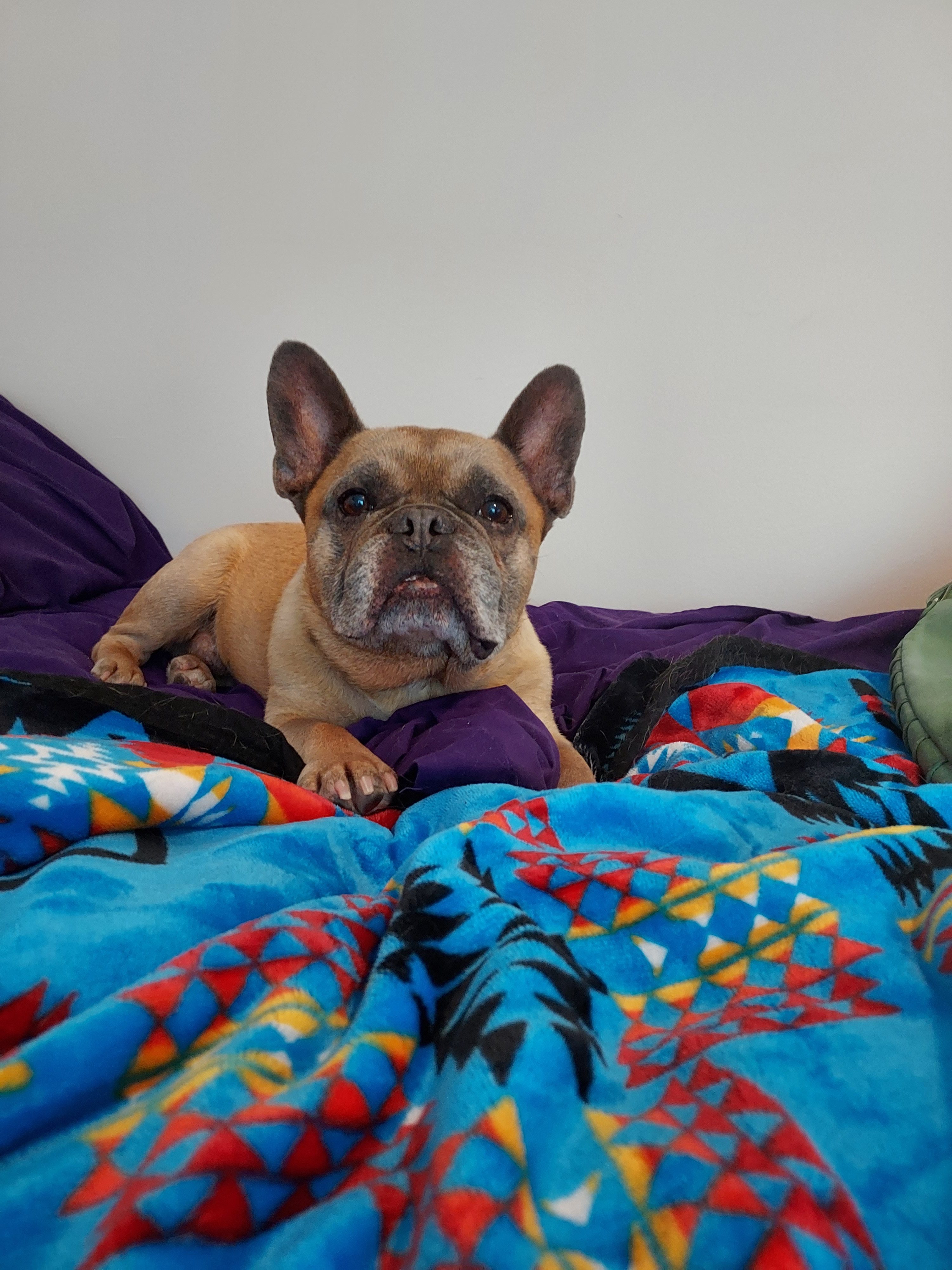 A French Bulldog, buff in color, on colorful blue and purple blankets.