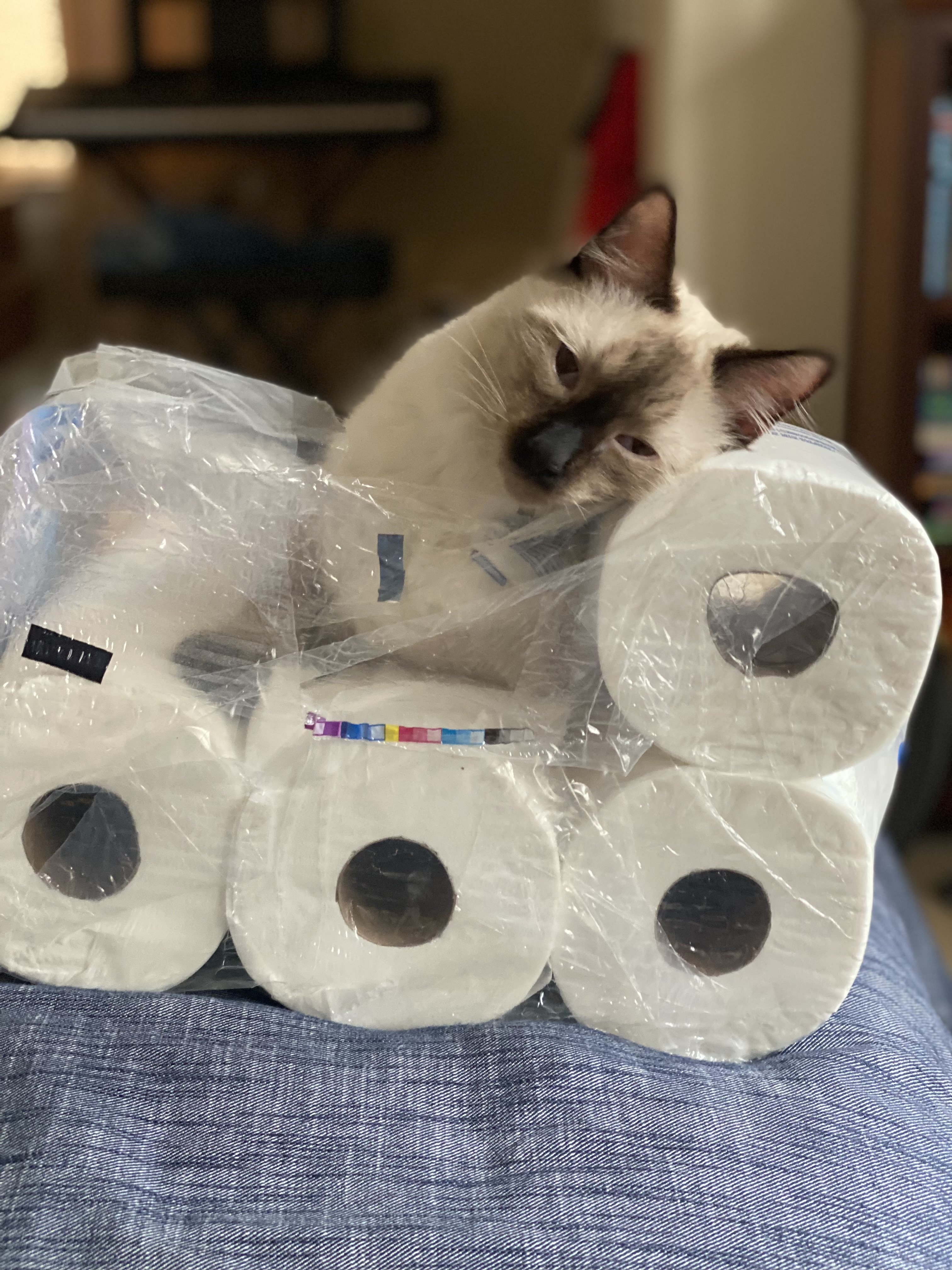 A cat napping in a pack of paper towels.