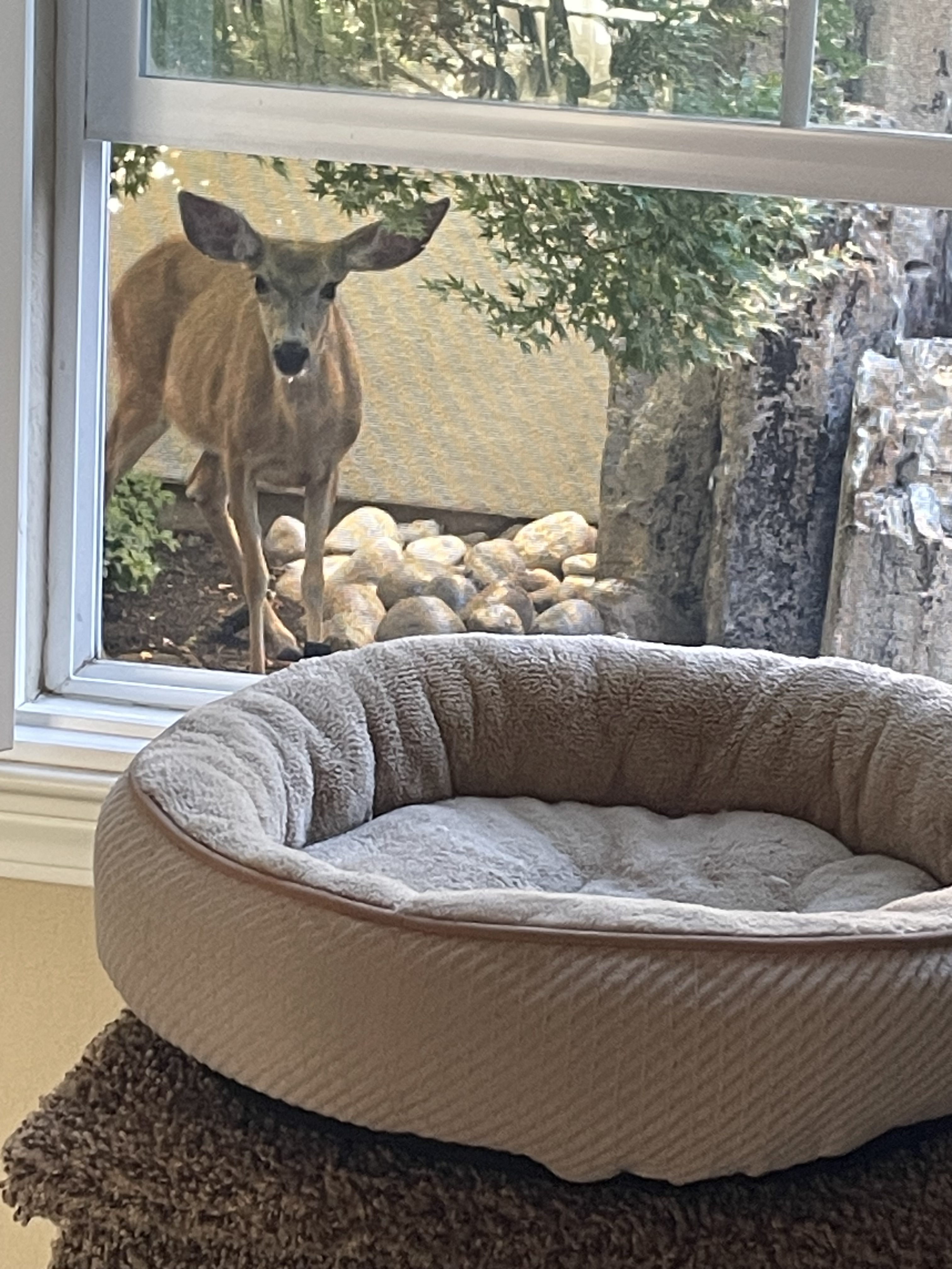 A doe looks into a window.