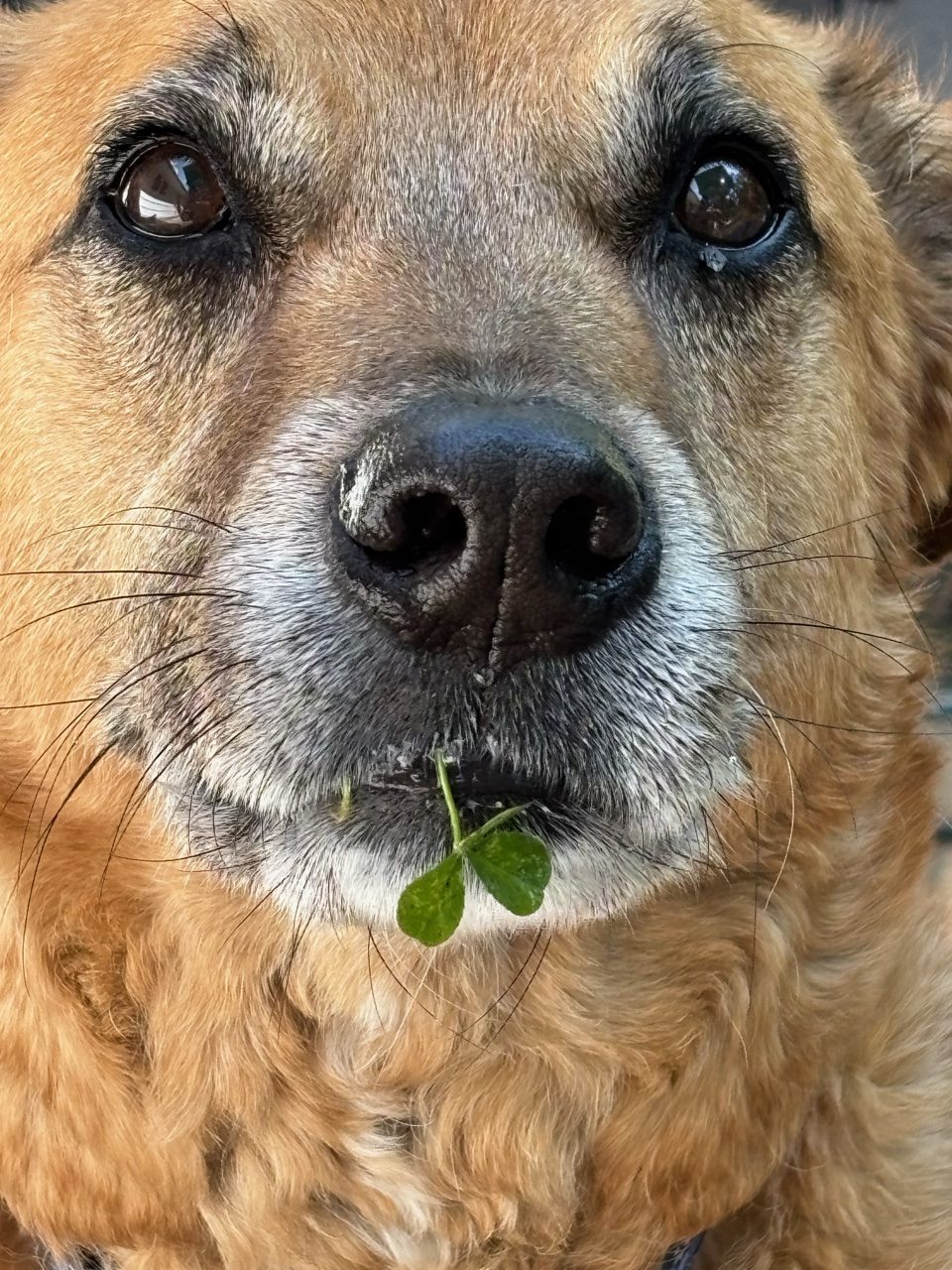 A closeup of a dog's face, with a clover in his mouth.