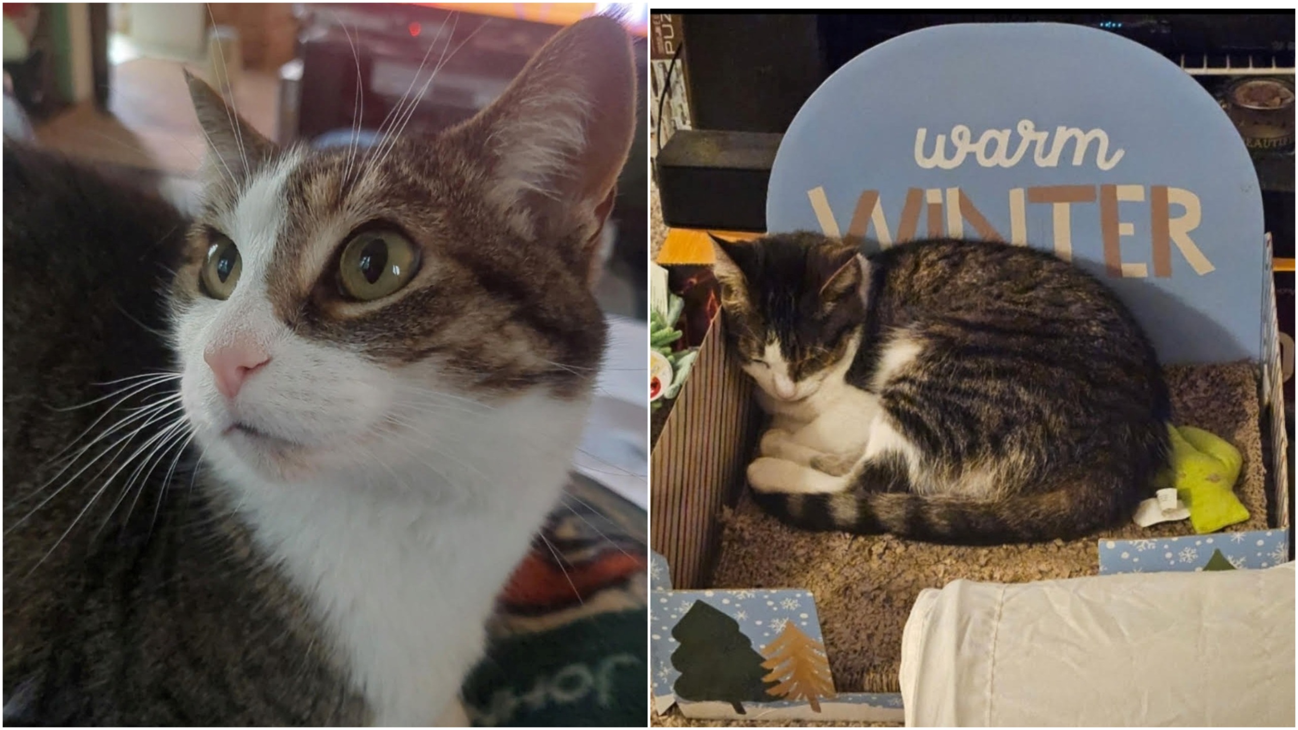 A collage of two photos, showing a closeup of a cat's face and the cat sleeping in a box with a sign, 'warm winter.'