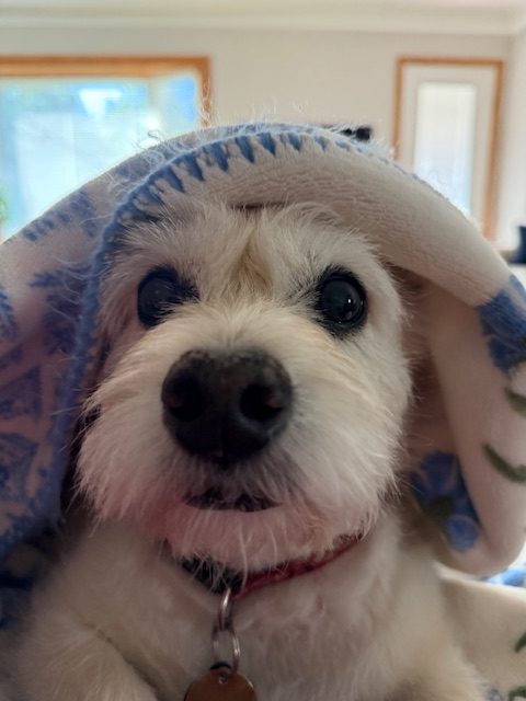 A dog under a blanket.