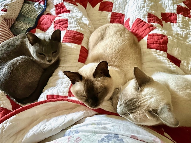 Three cats curled up on a blanket.