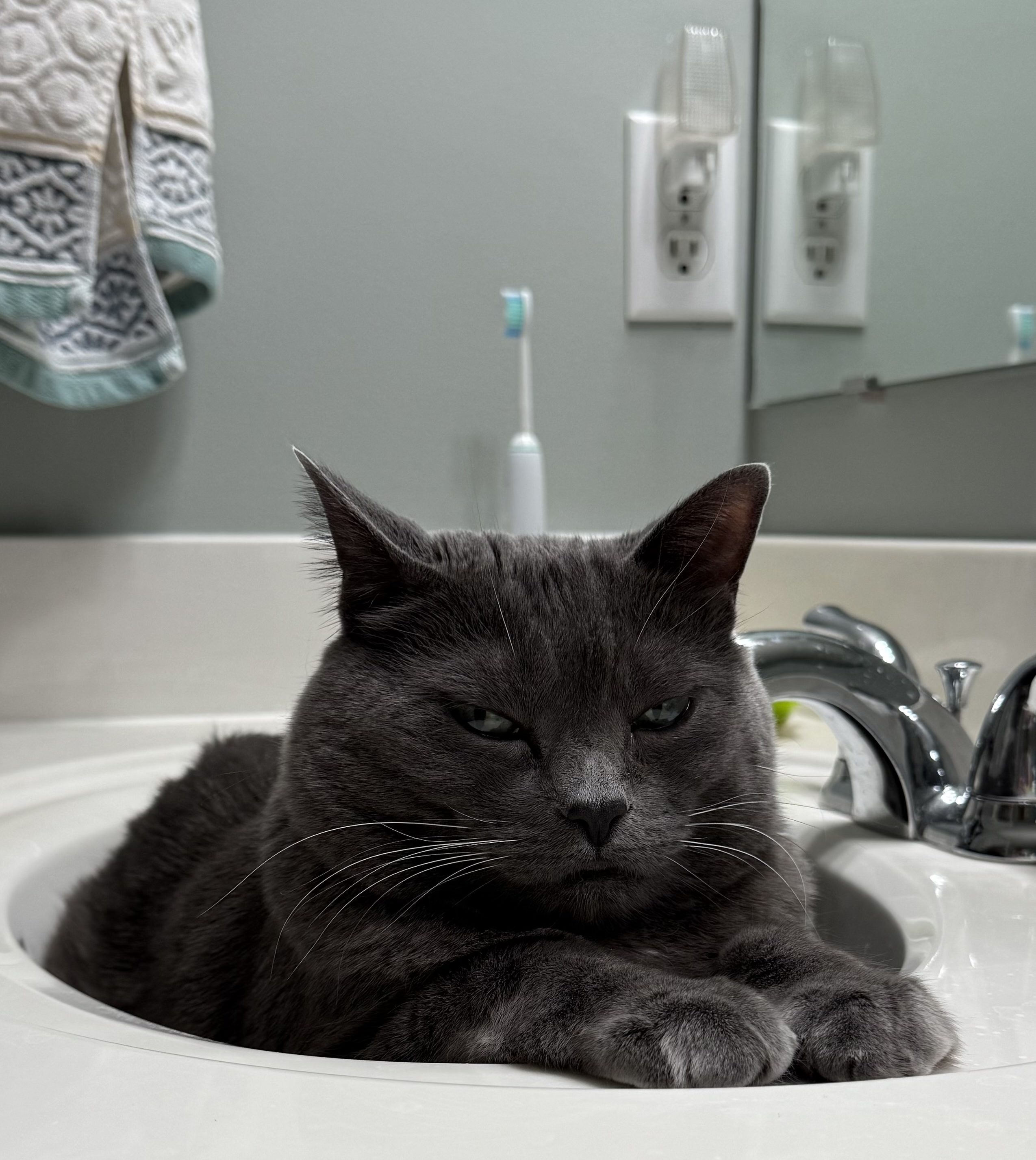 A gray cat in a bathroom sink, with a scowling-type of expression.