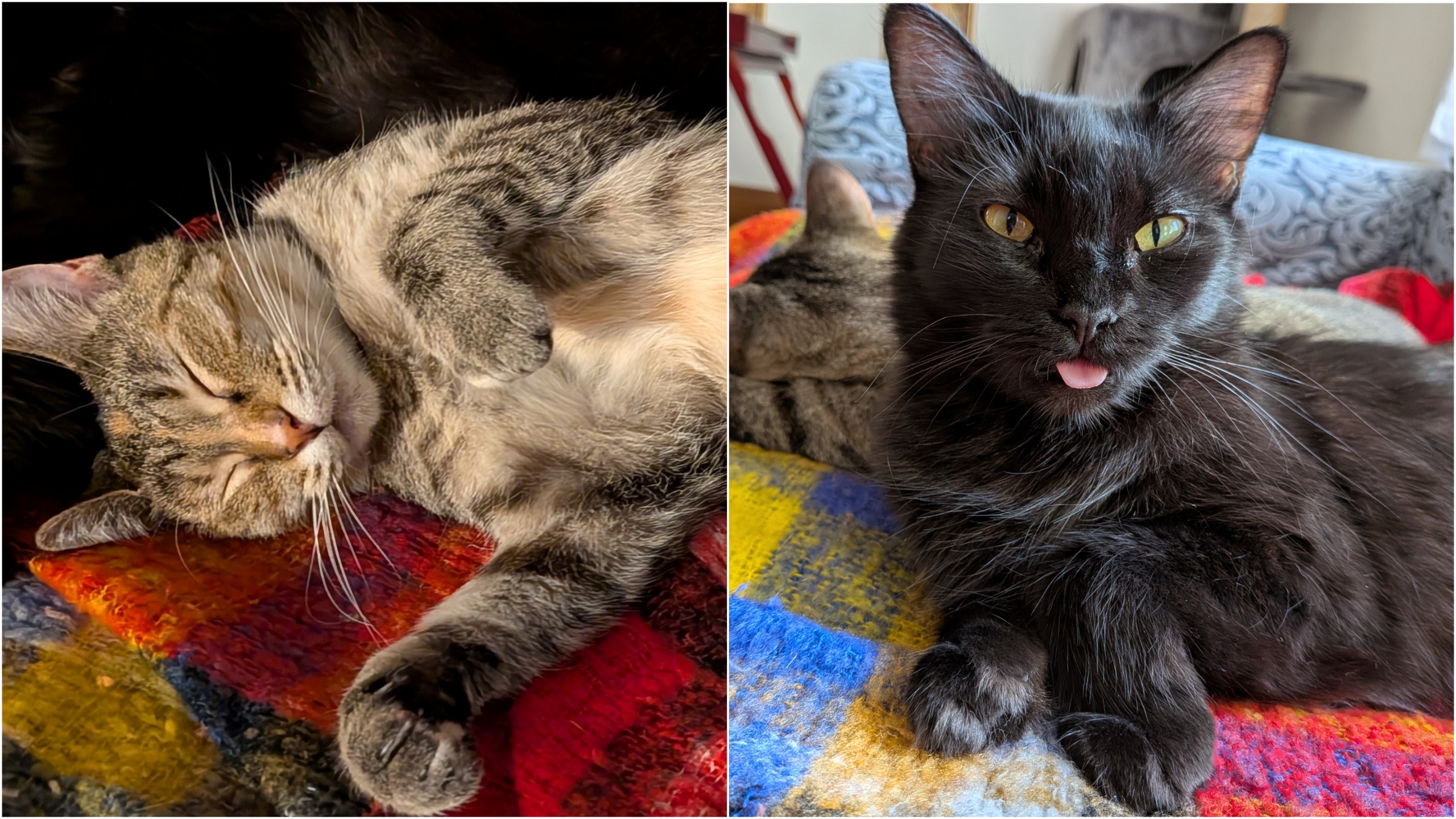 A collage of two cats.